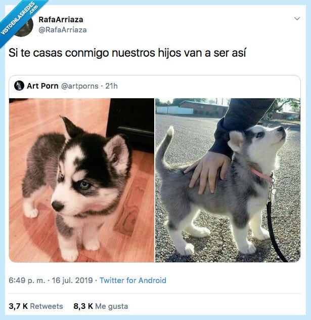 casar,perro,hijos,huskys