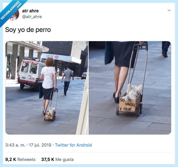 perro,soy yo,traduzco,carretilla