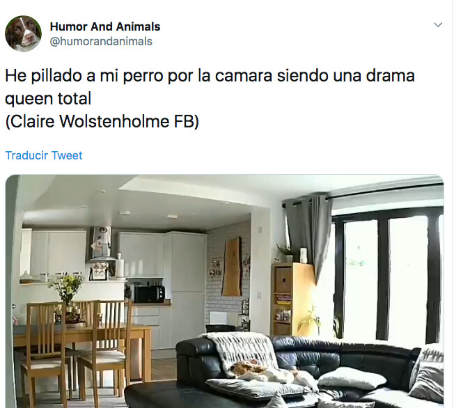 522693 - Pilla a su perrete siendo una DRAMA QUEEN total por la camara de vigilancia, por @humorandanimals