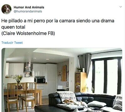 522693 - Pilla a su perrete siendo una DRAMA QUEEN total por la camara de vigilancia, por @humorandanimals