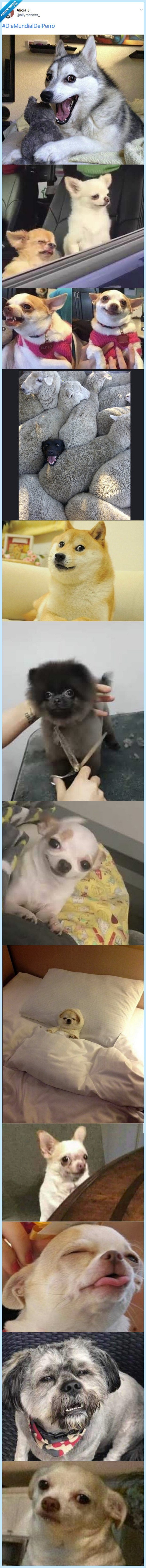 grandes,perros,meme,intenet