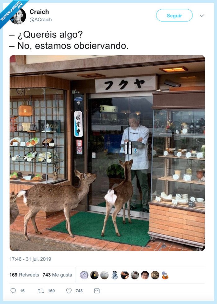 ciervo,tienda,observar