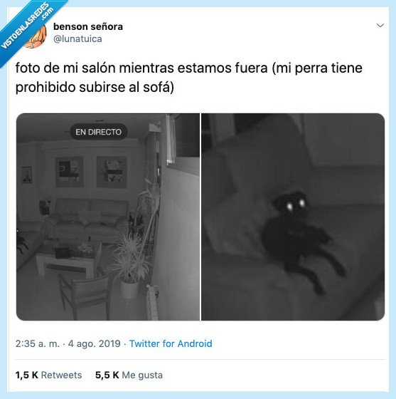 perra,ser diabólico,sofá,cámara