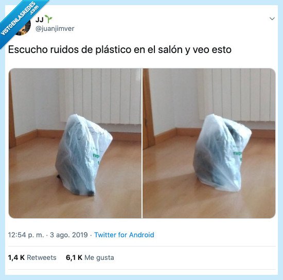 fantasma,gato,bolsa,cat