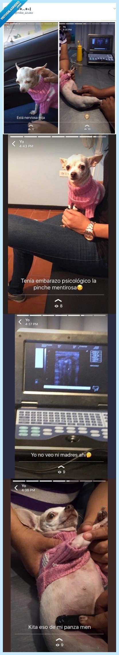 chihuahua,embarazado,perro,emabarazo