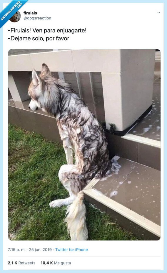 firulais,perro,dignidad,yo