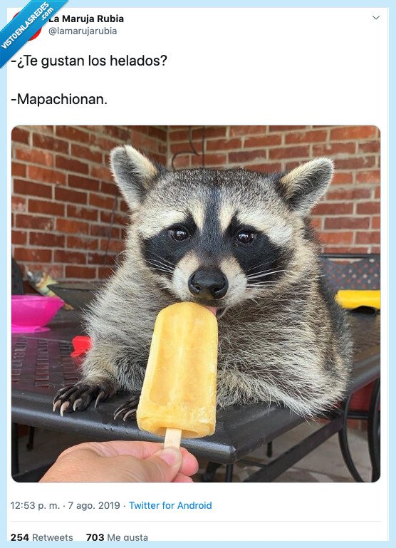 mapache,helado,mapachionan