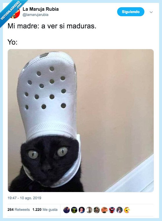 crocs,madurar,madre,zapatilla,gato
