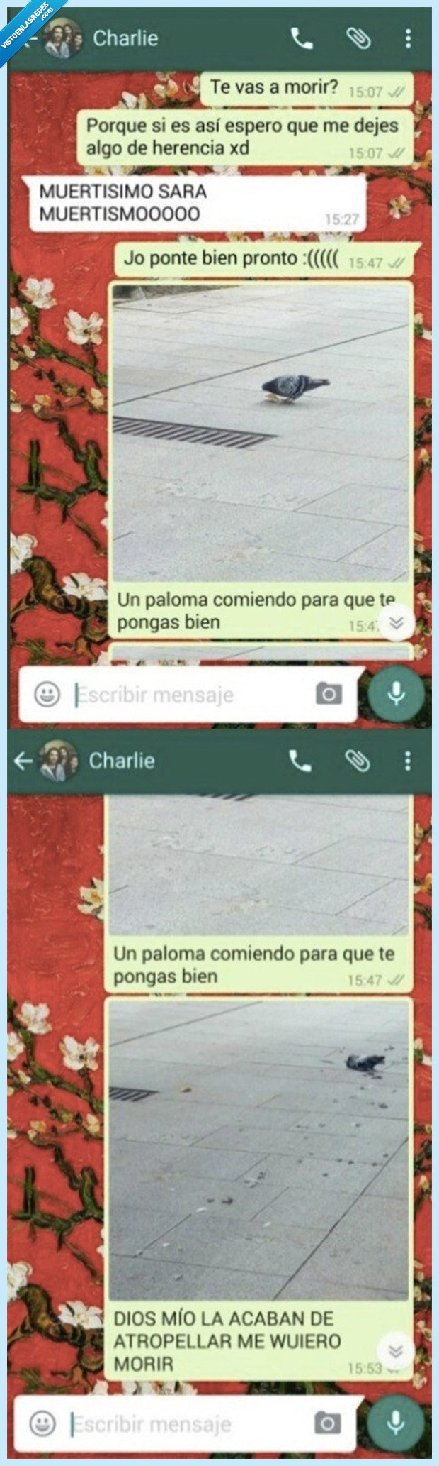 paloma,ánimos,atropellar,dep