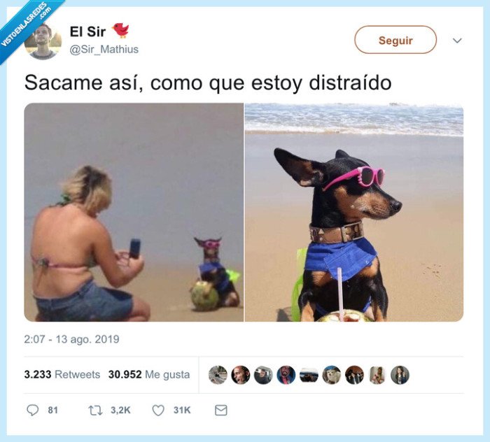 perro,posar,foto