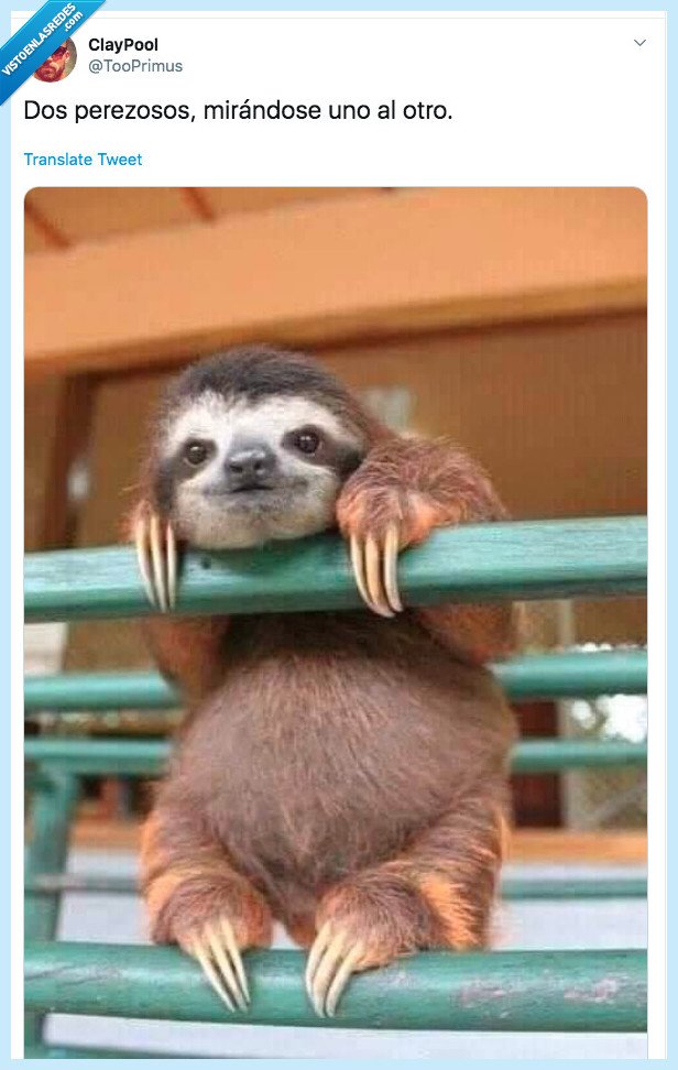 perezoso,mirandose,fijamente