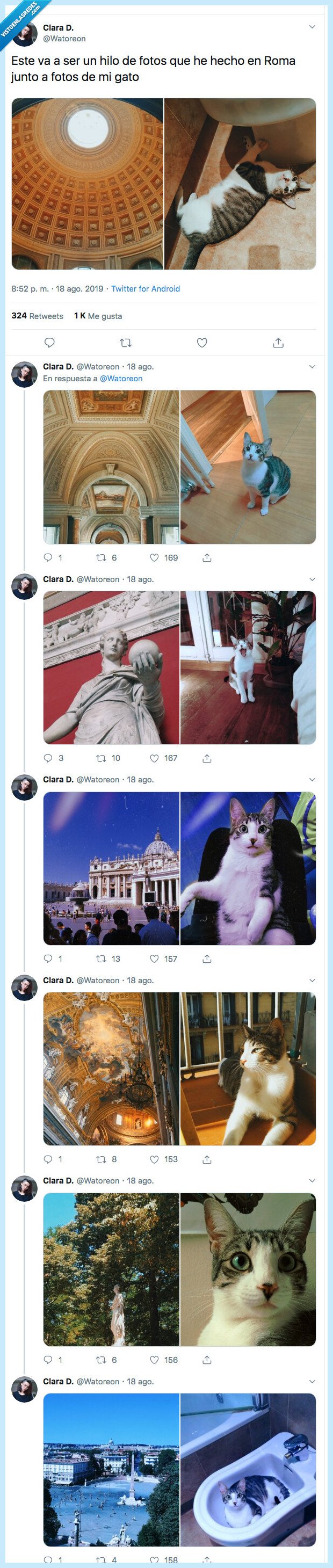 gato,roma,foto,hilo