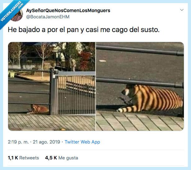 correr,perro,tigre,sombra