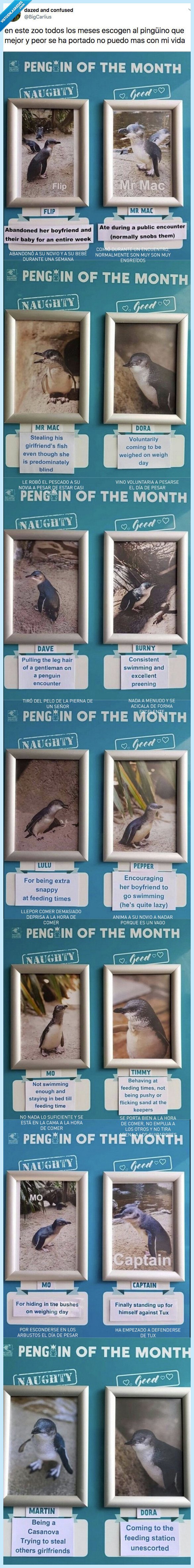 premio,pingüino,mes,travioso