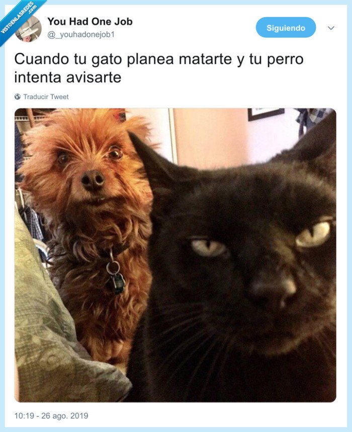 gato,perro,plan,matar,asesinar