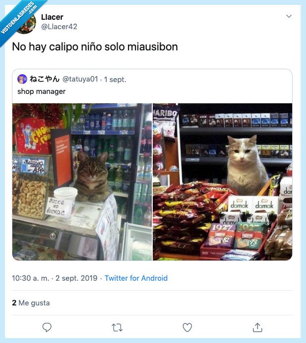 gato,perro,maxibon,verano