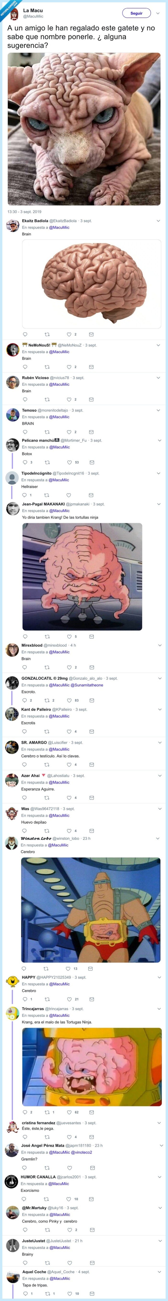 gato,nombre,cerebro,egipcio