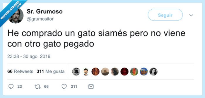 gato,siamés,pegado