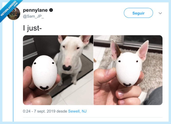 clavado,bull terrier,huevo,perro