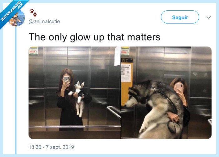 perro,brazos,huskie,cachorro,ascensor