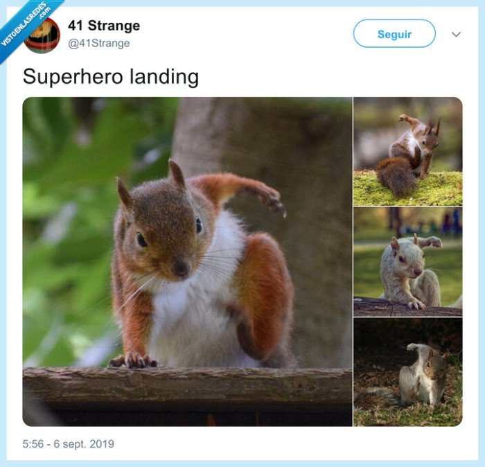 ardilla,aterrizar,superhéroe
