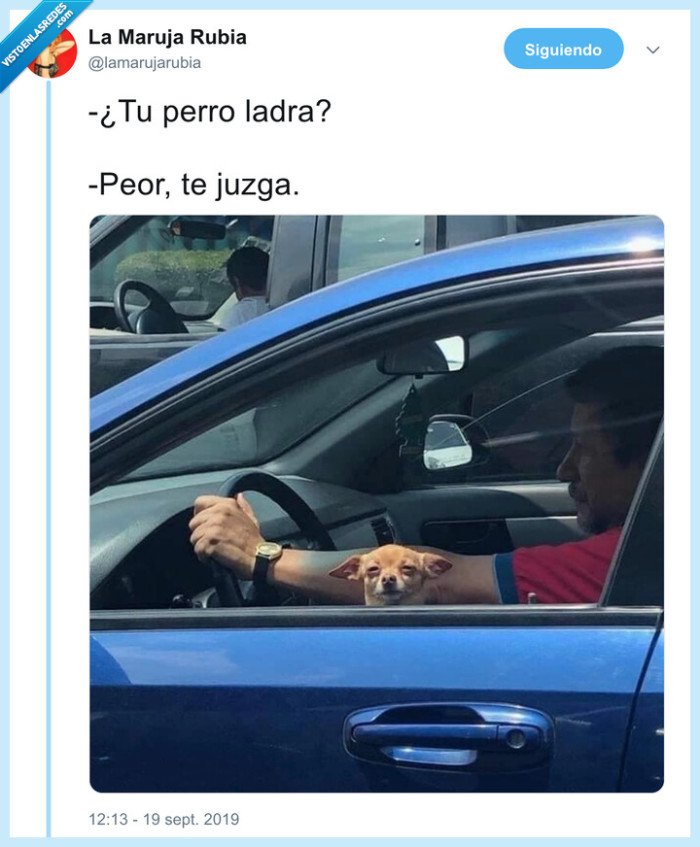 perro,juzgar,coche