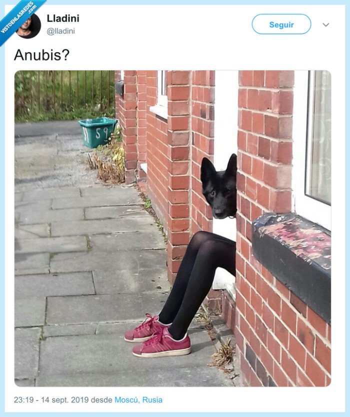 anubis,perro,cabeza
