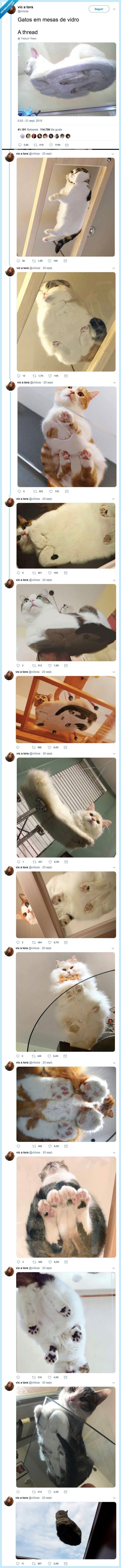 gatos,mesas,cristal,vidrio