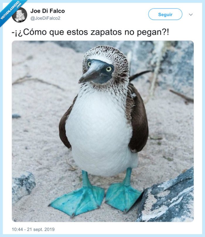 zapatos,pinguino