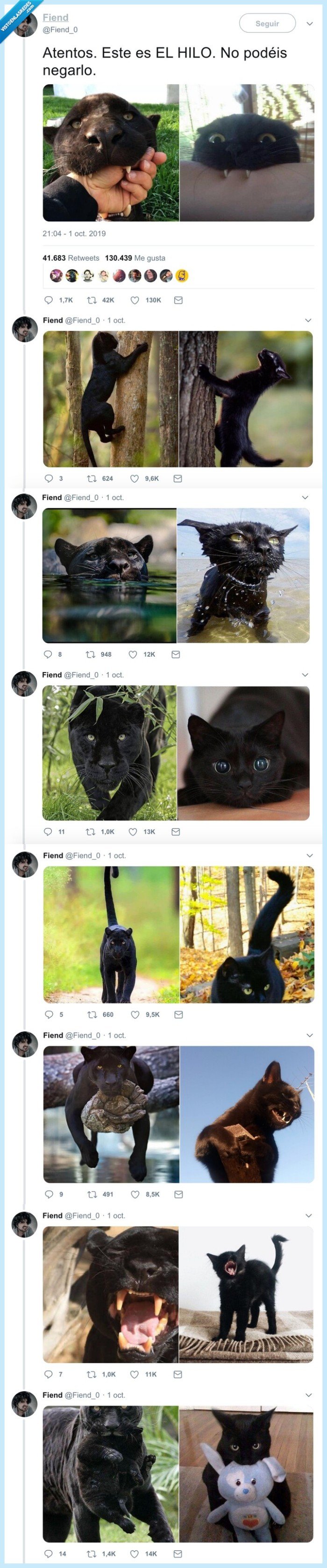 pantera negra,gato negro,felinos