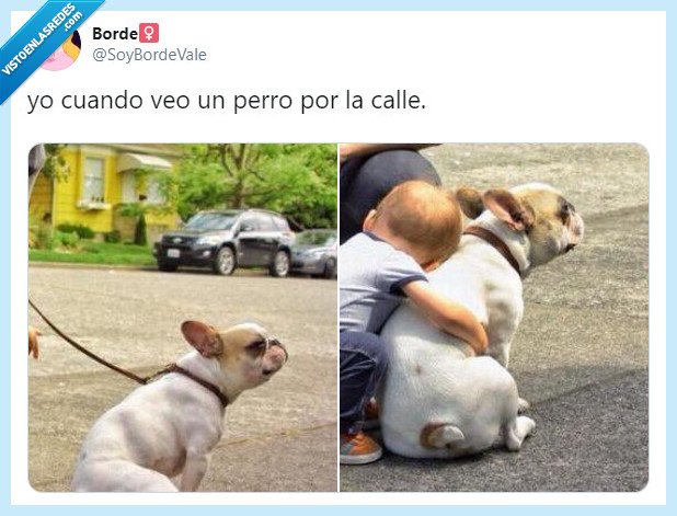 perro,calle,monada,adorable