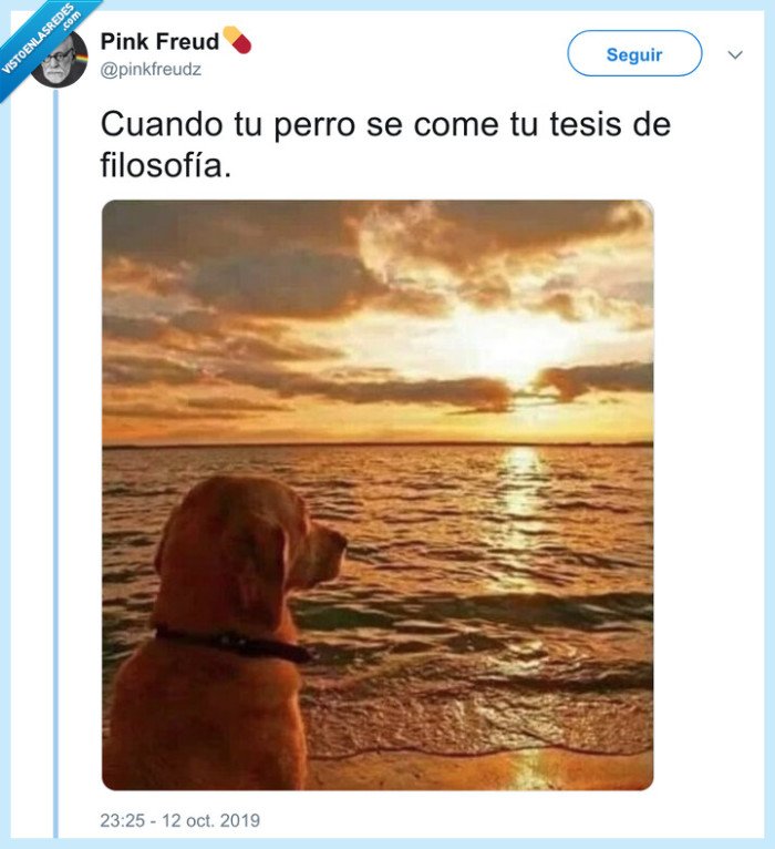 reflexión,perro,filosofía