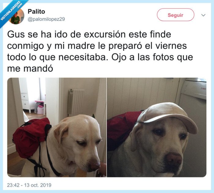 perro,excursión,gorra