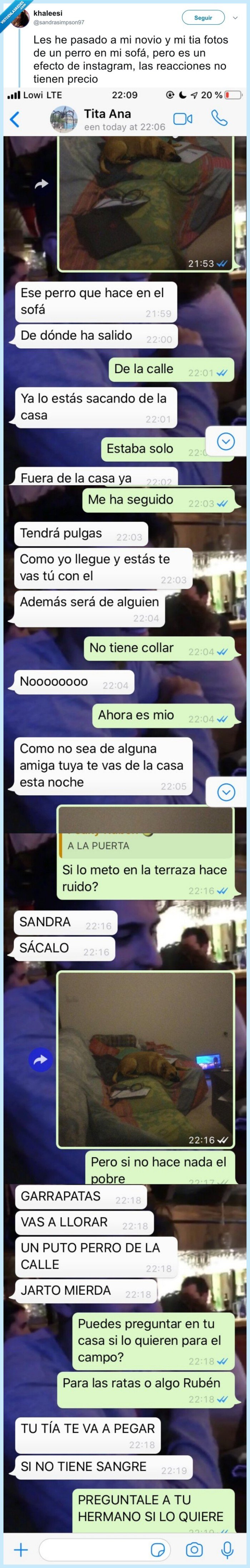 perro,filtro,instagram