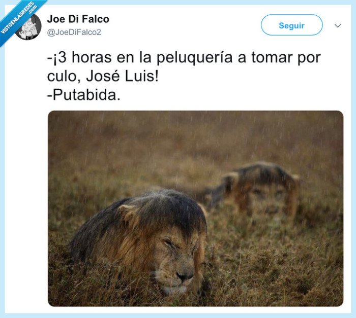 león,melena,peluquería