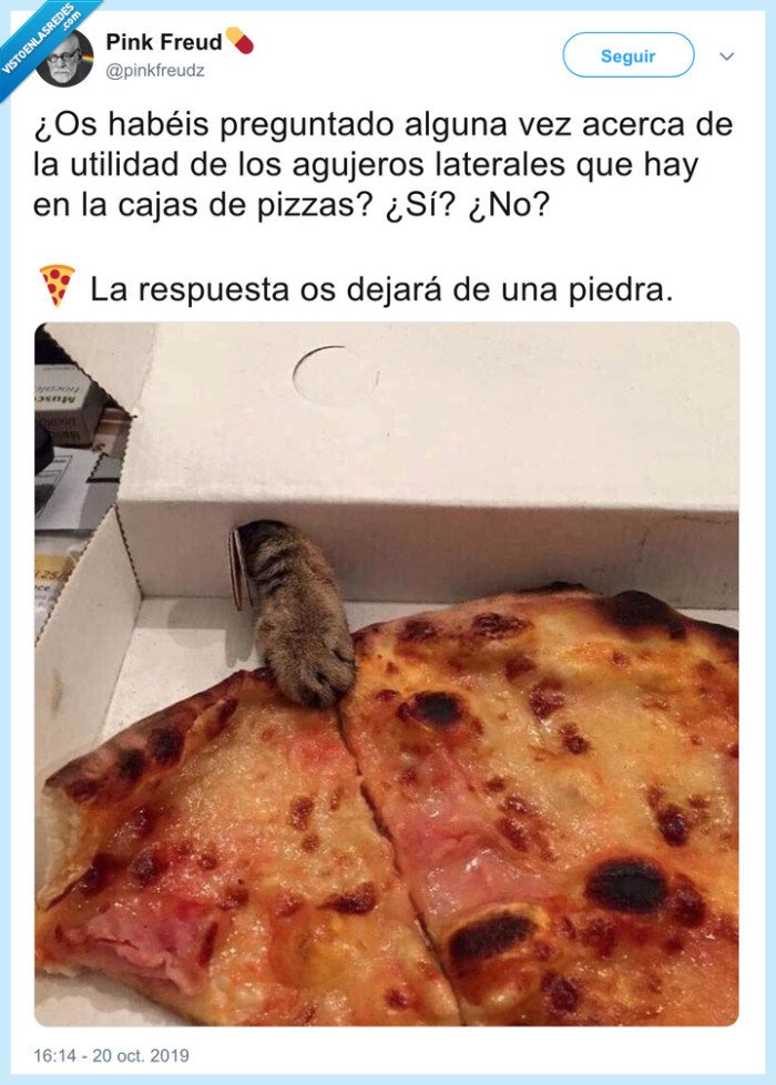 pizza,gato,patita