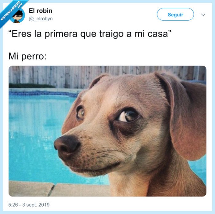 530162 - Lo que ha tenido que ver ese perro, por @_elrobyn