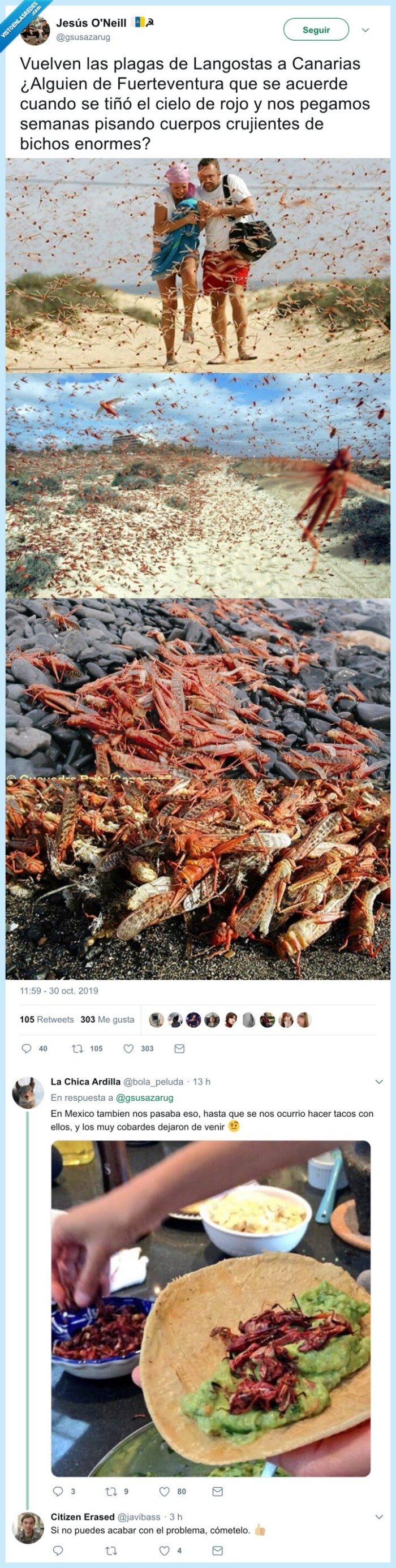 solución,langostas,tacos,invasión