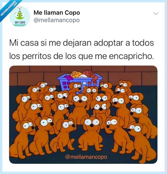 Animales,perros,yo,casa,adoptar