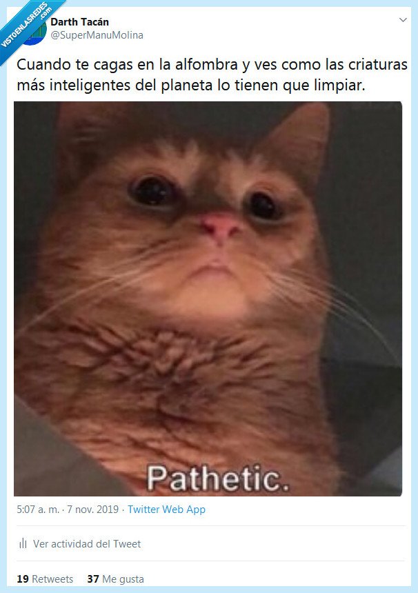 alfombra,gato,limpiar,pahetic,patetico