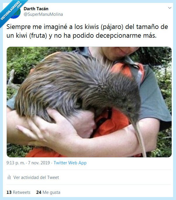 kiwi,animal,fruta,tamaño