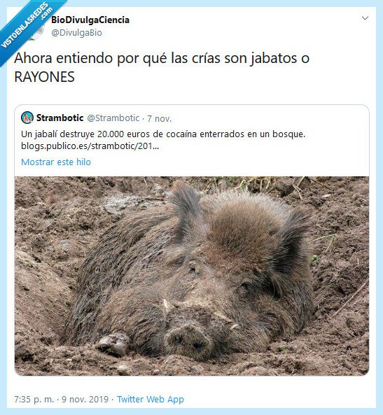 jabalí,jabato,Rayas,Coca