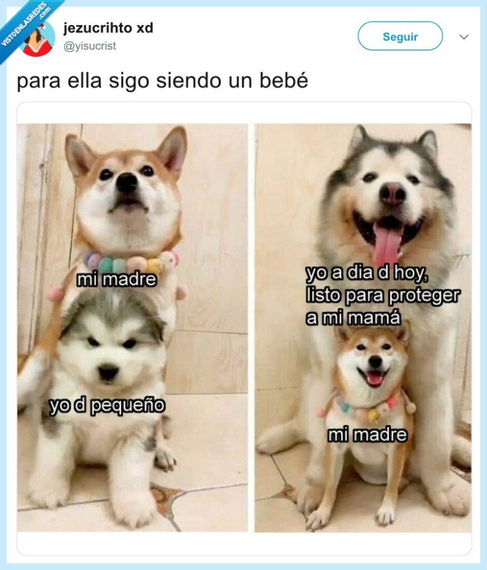 perro,madre,defender