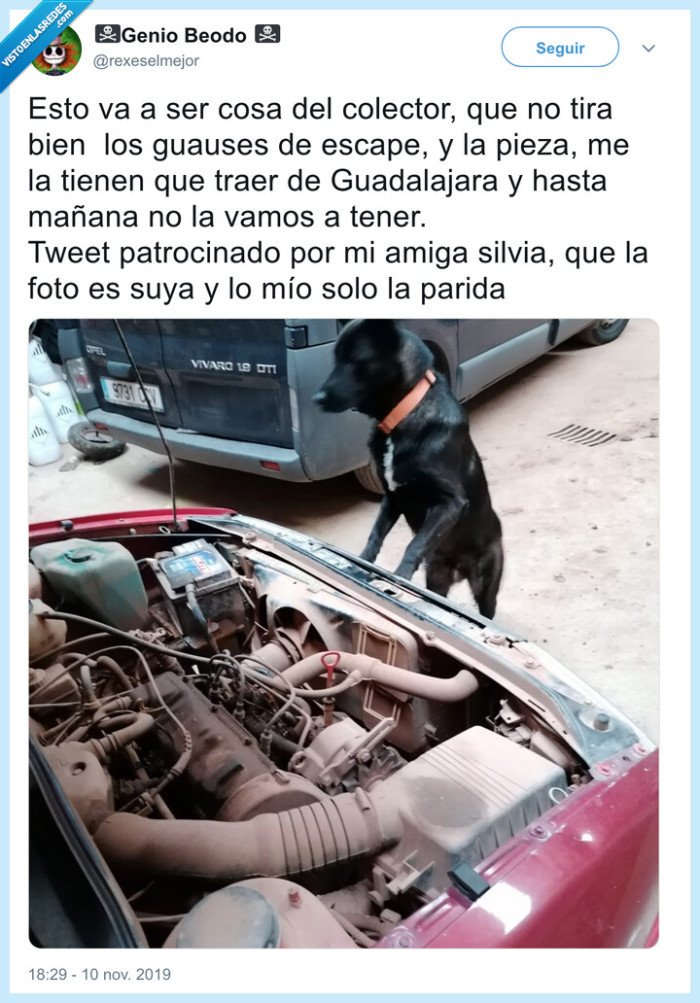 perro,coche,garaje,capó