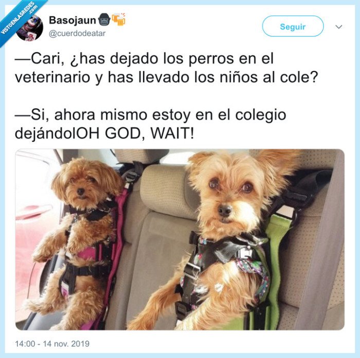 despiste,perros,hijos,coche
