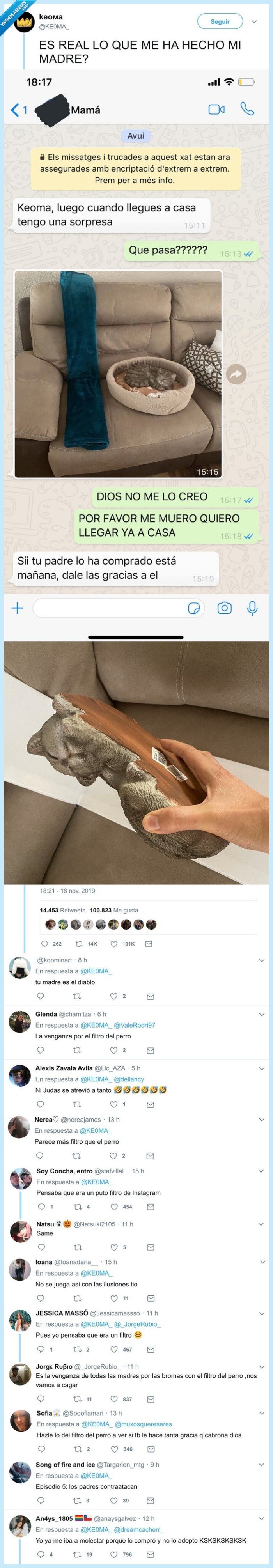 filtro,gato,figura,broma