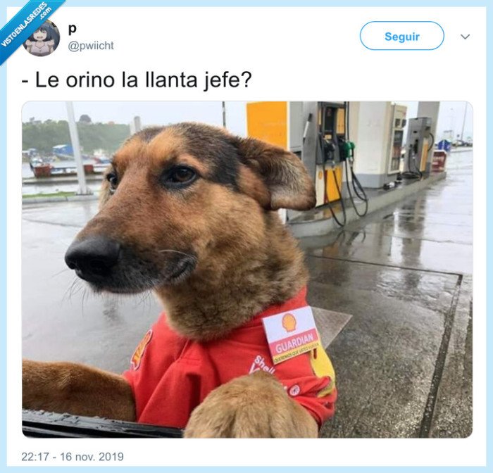 perro,orinar,gasolinera