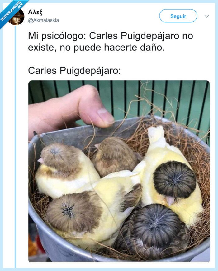 pájaro,puigdemont,parecido razonable
