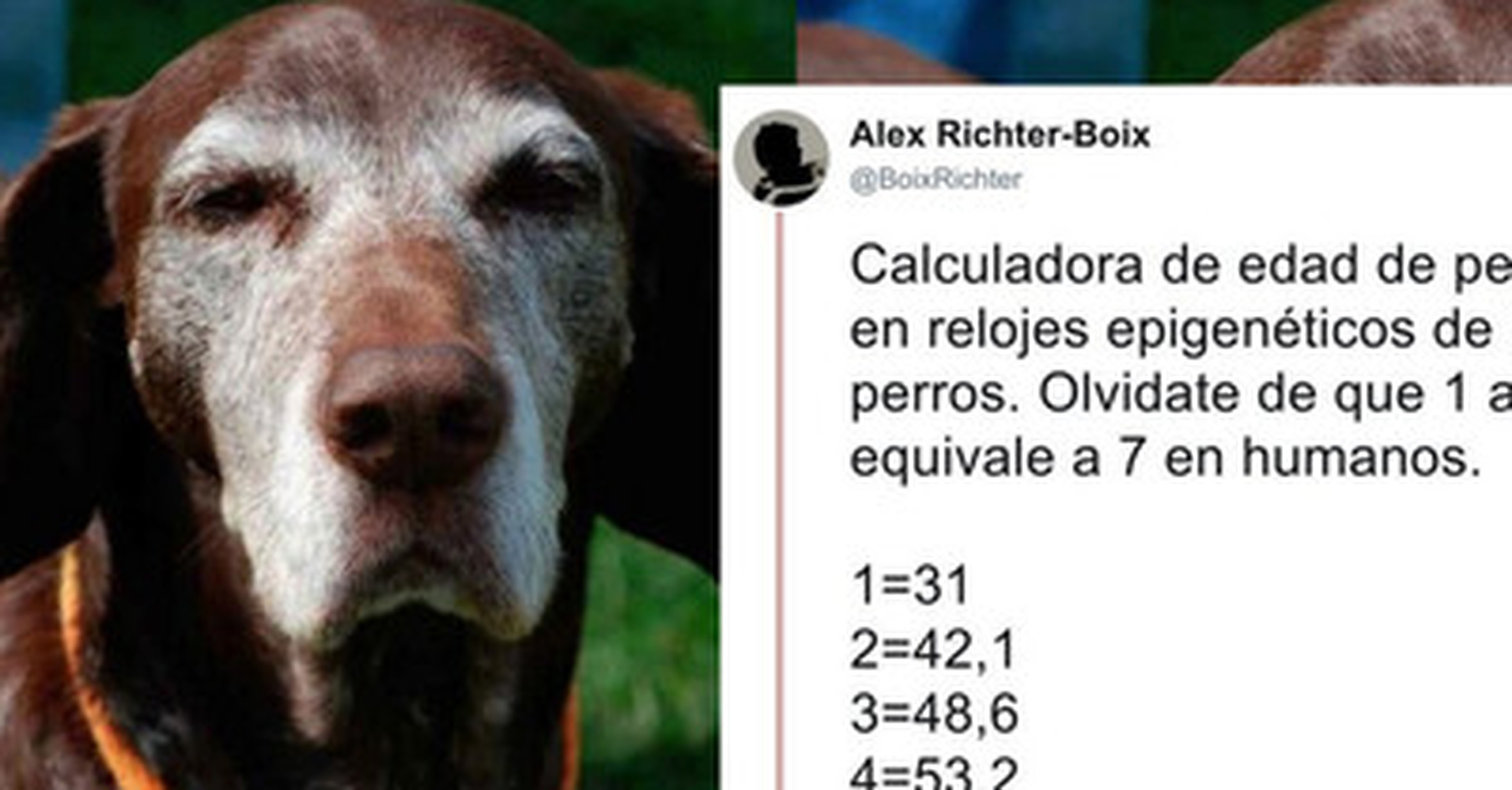 cómo se calcula la edad de un perro en años humanos