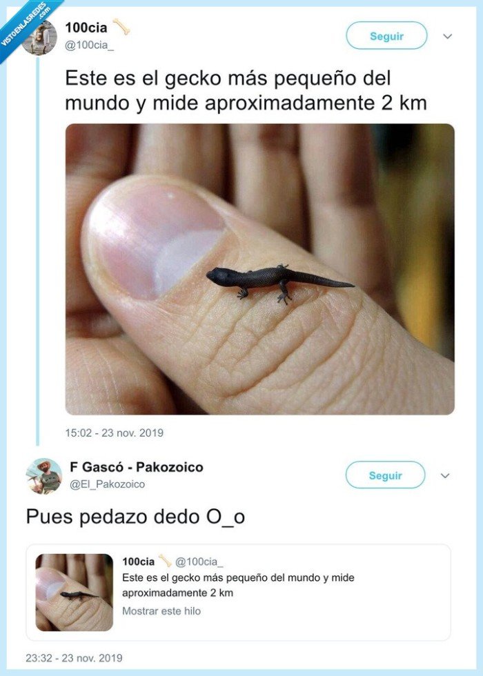 dedo,gecko,reptil,2km